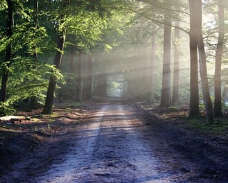 Sentier lumineux en forêt