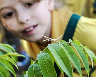 Une enfant découvrant la faune sauvage 