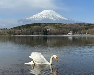 mont fuji avec un cygne