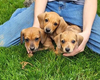 Puppies for Sale 