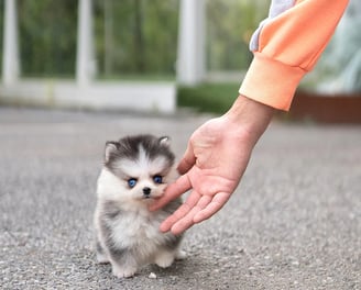 Pomsky Puppies for Sale