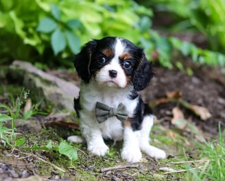 Cavalier King Charles Spaniel Puppies for Sale