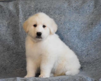 Great Pyrenees Puppies for Sale 