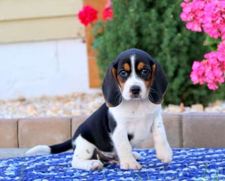  Beagle puppies for sale
