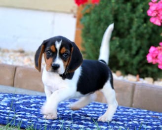  Beagle puppies for sale