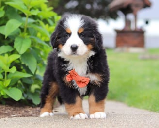 Bernese Mountain puppies for sale