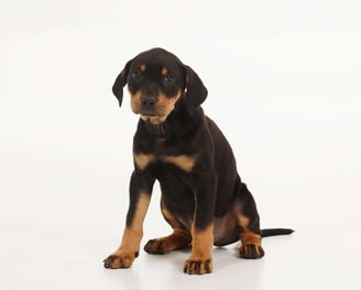 Catahoula Leopard Puppies for Sale