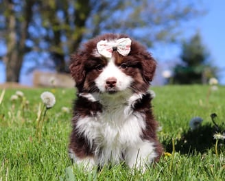 Miniature Australian Shepherd Puppies for Sale