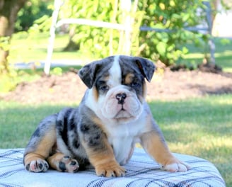 English Bulldog puppies for sale