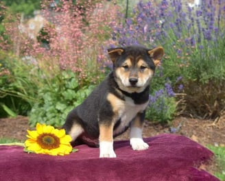 Shiba Inu puppies for sale