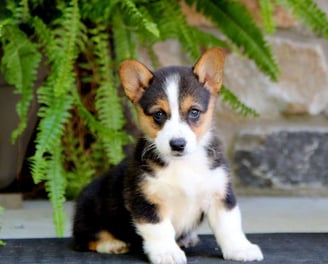Pembroke Welsh Corgi Puppies for Sale