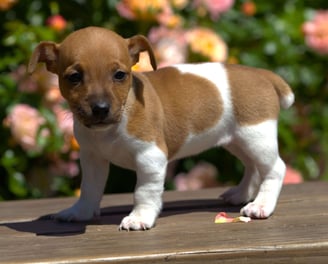 Jack Russell puppies for sale 