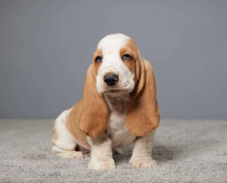 Basset Hound Puppies for Sale