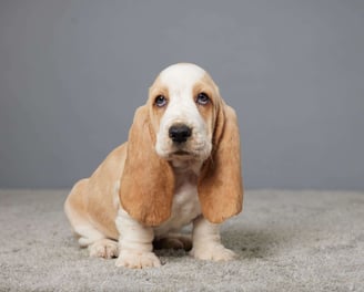 Basset Hound Puppies for Sale