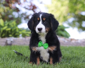 Australian Mountain Doodle Puppies for Sale