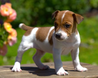 Jack Russell puppies for sale 