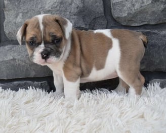 Beabull Puppies for Sale