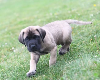 English Mastiff Puppies for Sale