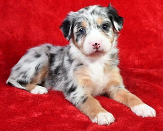 Australian Mountain Doodle Puppies for Sale