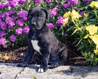 Great Dane Puppies for Sale