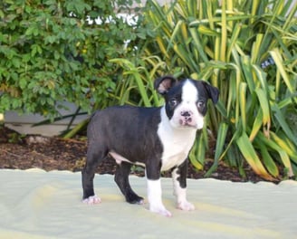 Boston Terrier Puppies for Sale