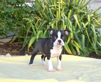 Boston Terrier Puppies for Sale