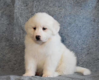 Great Pyrenees Puppies for Sale 