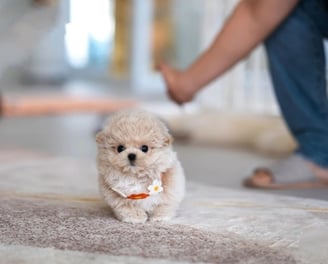 Maltipoo Puppies for Sale