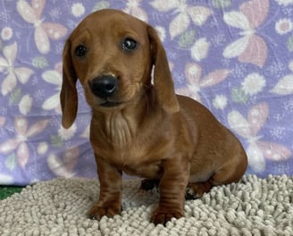 Dachshund puppies for sale