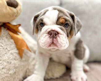 English Bulldog puppies for sale