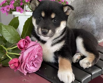 Shiba Inu puppies for sale