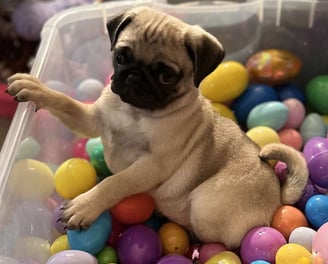 Pug Puppies for Sale