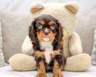 Cavalier King Charles Spaniel Puppies for Sale