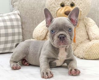 Frenchton Puppies for Sale 