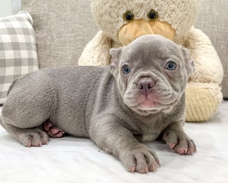 Frenchton Puppies for Sale 