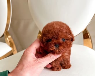 Poodle Puppies for Sale
