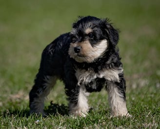 Schnauzer Puppies for Sale