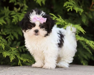 Shih Tzu Puppies for Sale 