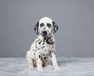 Dalmatian Puppies for Sale