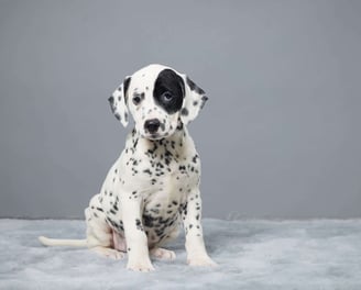Dalmatian Puppies for Sale