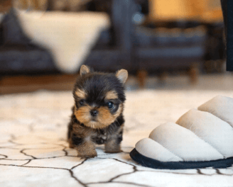 Teacup Yorkies for Sale