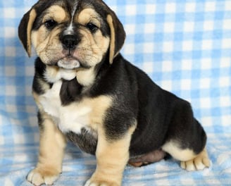 Beabull Puppies for Sale