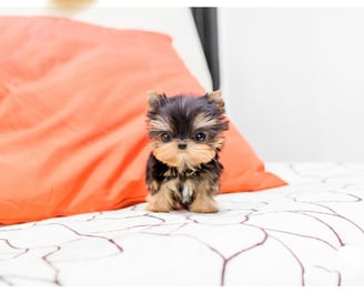 Teacup Yorkies for Sale