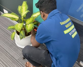 corporate plants service