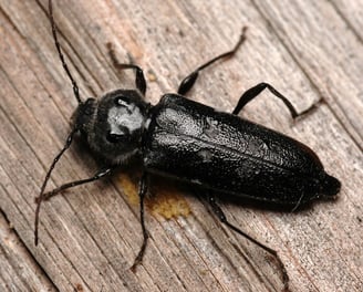 les insectes du bois 
