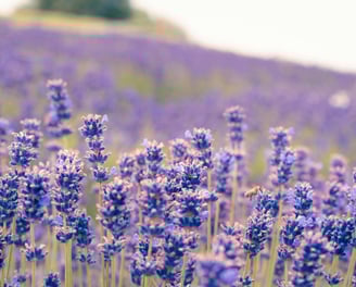 Lavender Essential Oil