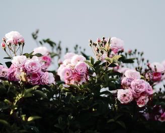 Rose Water Floral Waters my dtdc kannauj pickupwale