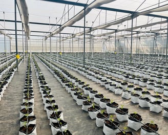 a large greenhouse with plants growing in a large greenhouse