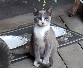LItter 1: Feral Kitten, we named him JB
