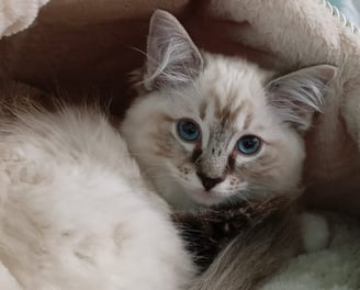 Ragdoll dagli occhi azzurri